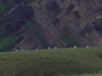 Dall Sheep